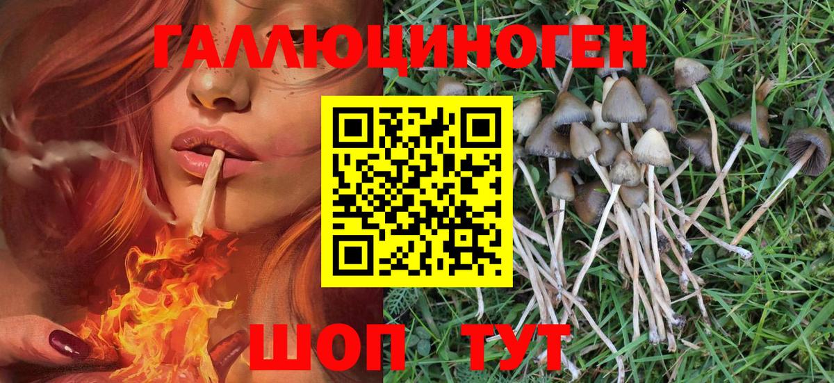 что такое   Псилоцибиновые грибы прущие грибы  Вход с VPN  Елизово 